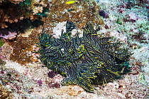 Lacy or Merlot scorpionfish (Rhinopias aphanes) Papua New Guinea.