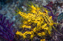 Yellow sea cucumbers (Colochirus robustus) feeding in current. Triton Bay, West Papua, Indonesia.