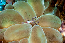Coleman&#39;s coral shrimp (Vir colemani) Triton Bay, Indonesia.