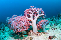 Soft coral (Dendronephthya sp.) growing on sea bed. West Papua, Indonesia.