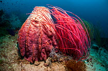 Barrel sponge (Xestospongia testudinaria) and gorgonian coral. West Papua, Indonesia.