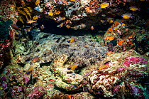 Wobbegong (Orectolobus maculatus) at rest on coral reef. Triton Bay, West Papua, Indonesia.