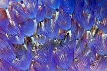 Variegated feather duster worm (Bispira variegata) Puerto Galera, Philippines.