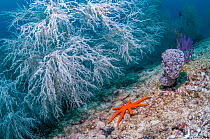 Black coral (Antipathes dichotoma) bushes on coral reef. West Papua, Indonesia. Indo-Pacific.