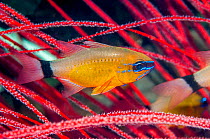 Ring-tailed Cardinalfish (Apogon aureus) West Papua, Indonesia.