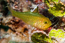 Flagfin cardinalfish (Apogon hoeveni) Puerto Galera, Philippines.