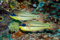 Caviti cardinalsfish (Apogon cavitiensis) Puerto Galera, Philippines.