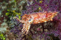 Papuan cuttlefish (Sepia papuensis) West Papua, Indonesia.