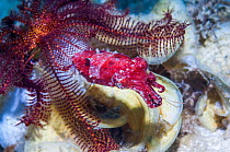 Crinoid cuttlefish (Sepia sp) Puerto Galera, Philippines.