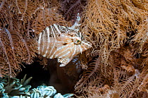 Radial filefish (Acreichthys radiatus) amongst soft coral polyps (Xenia sp.) Puerto Galera, Philippines.