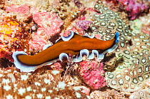 Flatworm, probably Pseudobiceros sp, West Papua, Indonesia.