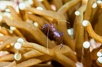 RF - Sarasvati anemone shrimp (Ancylomenes sarasvati) in anemone, Triton Bay, West Papua, Indonesia. (This image may be licensed either as rights managed or royalty free.)