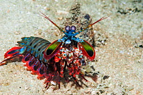 RF - Mantis shrimp (Odontodactylus scyllarus) on walk about on coral reef. Puerto Galera, Philippines. (This image may be licensed either as rights managed or royalty free.)