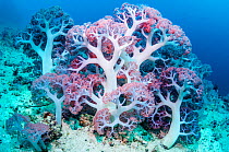 RF - Soft coral (Dendronephthya sp.) growing on sea bed. West Papua, Indonesia. (This image may be licensed either as rights managed or royalty free.)