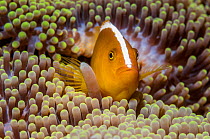 RF - Orange skunk clownfish (Amphiprion sandaracinos) in anemone, Puerto Galera, Philippines. (This image may be licensed either as rights managed or royalty free.)