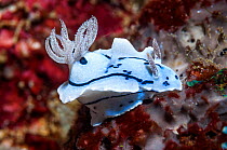 RF - Willans&#39;s chromodoris nudibranch (Chromodoris willani) Puerto Galera, Philippines. (This image may be licensed either as rights managed or royalty free.)