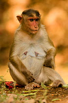 Bonnet macaque (Macaca radiata), female sitting. Dandeli Wildlife Sanctuary, Karnataka, India.