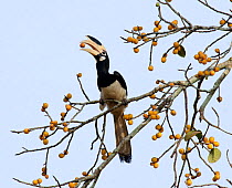Malabar pied hornbill (Anthracoceros coronatus) feeding on fruit in tree. Dandeli Wildlife Sanctuary, Karnataka, India.