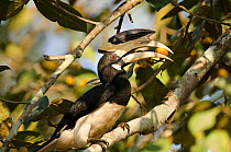 Malabar pied hornbill (Anthracoceros coronatus), male feeding with fruit in beak. Dandeli Wildlife Sanctuary, Karnataka, India.
