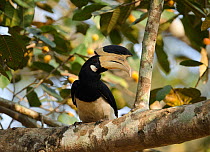 Malabar pied hornbill (Anthracoceros coronatus), male perched in tree. Dandeli Wildlife Sanctuary, Karnataka, India.
