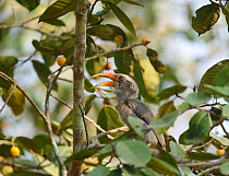 Malabar grey hornbill (Ocyceros griseus) female with beak open, perched in tree. Dandeli Wildlife Sanctuary, Karnataka, India.