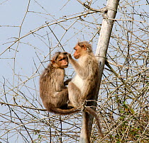 Bonnet macacque (Macaca radiata), two in tree, one grooming the other. Bandipur National Park, Nilgiri Biosphere Reserve, Karnataka, India.
