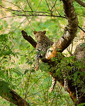 Leopard (Panthera pardus) lounging in tree. Kabini, Nagarhole National Park, Karnataka, India.