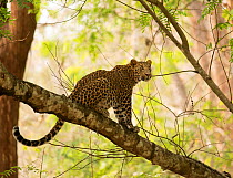 Leopard (Panthera pardus) sitting in tree. Kabini, Nagarhole National Park, Karnataka, India.