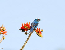 Asian fairy bluebird (Irena puella) perched between flowers. Wayanad, Kerala, India.