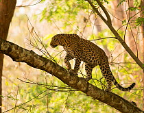 Leopard (Panthera pardus) climbing in tree. Kabini, Nagarhole National Park, Karnataka, India.