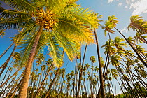 Kapuaiwa Coconut Beach Park, an ancient Coconut (Cocos nucifera) grove. Kaunakakai, Molokai, Hawaii.