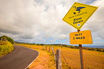 Road sign warning drivers that Nene goose (Branta sandvicensis), are found in the area. East end of Molokai, Hawaii. July 2017.