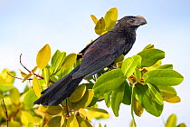 Smooth-billed ani (Crotophaga ani) perched in tree. Introduced species. Santa Cruz Island, Galapagos Islands, Ecuador.