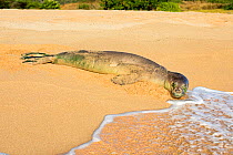 Hawaiian monk seals (Neomonachus schauinslandi) resting at water&#39;s edge. Kepuhi Beach, Kaluakoi, West End, Molokai, Hawaii.
