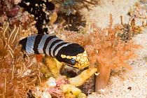 Banded yellowlip sea snake / krait (Laticauda colubrina) in coral reef, Philippines.