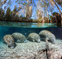 Florida manatee (Trichechus manatus latirostris), four resting on sandy river bed. Split level image. Three Sisters Spring, Crystal River, Florida, USA.