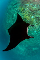 Reef manta ray (Manta alfredi) with black colour variation cruising over coral drop off. Fiji.
