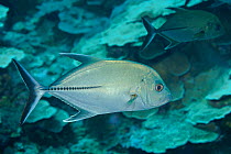 Tille trevally (Caranx tille), two in inshore reefs. Between Yap and Palau, Micronesia.