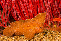Cockatoo waspfish (Ablabys taenianotus) on sea floor. Philippines.