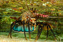Banded spiny lobster (Panulirus marginatus), an endemic species. Kauai, Hawaii.