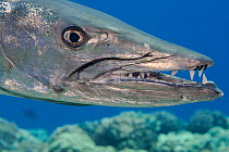 Great barracuda (Sphyraena barracuda) with three parasitic Copepods at end of upper jaw. Hawaii.