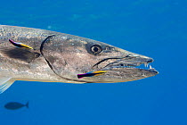 Great barracuda (Sphyraena barracuda) with two endemic Hawaiian cleaner wrasse (Labroides phthirophagus) cleaning it. Hawaii.