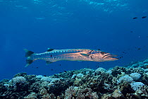 Great barracuda (Sphyraena barracuda) over coral reef. Hawaii.