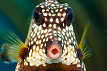 Smooth trunkfish (Lactophrys triqueter), portrait. Bonaire, Dutch Caribbean.