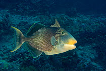 Yellowmargin triggerfish (Pseudobalistes flavimarginatus). Yap, Micronesia.