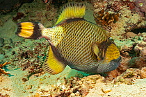Moustache triggerfish (Balistoides viridescens) blowing water to aerate nest of eggs. Yap, Micronesia.