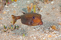 Spotted boxfish (Ostracion meleagris) swimming above sea floor. Hawaii.