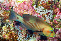 White square cod / grouper (Gracila albomarginata) in coral reef. Yap, Micronesia.
