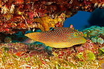Netted pufferfish / Spotted toby (Canthigaster solandri). Yap, Micronesia.