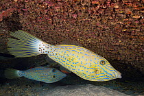 Scrawled filefish (Aluterus scriptus), two in coral reef. Hawaii.